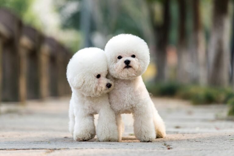 poodle haircuts