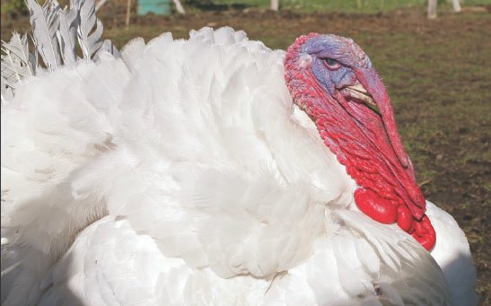 broad breasted white turkey