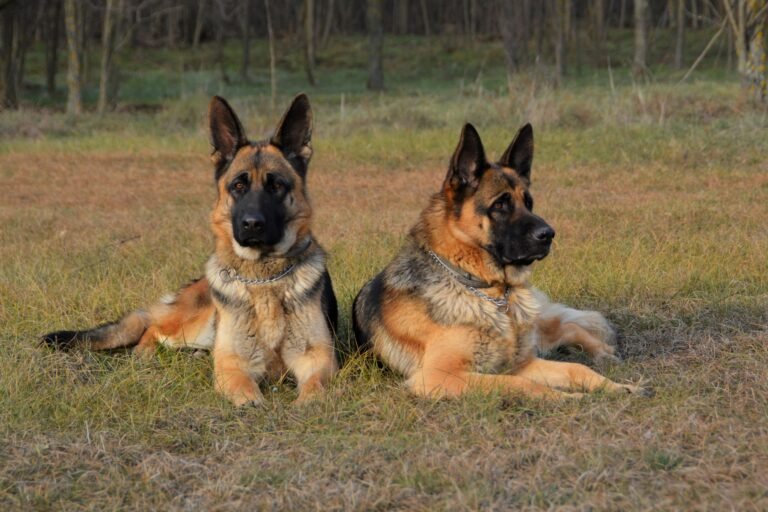 best guard dogs