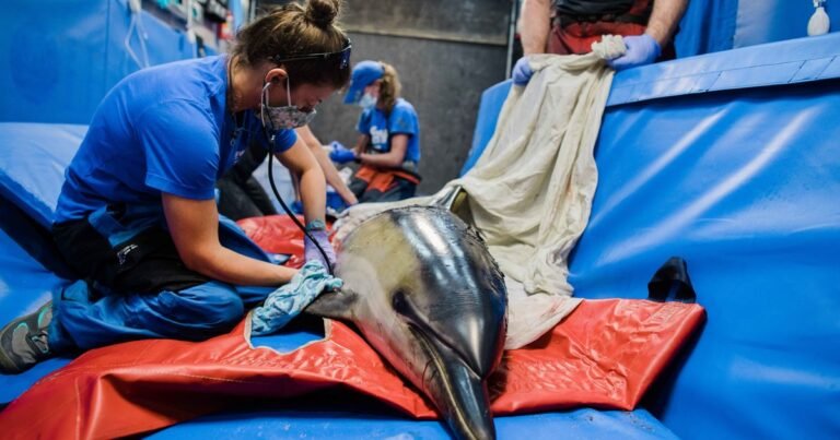 wildlife rehabilitation jobs